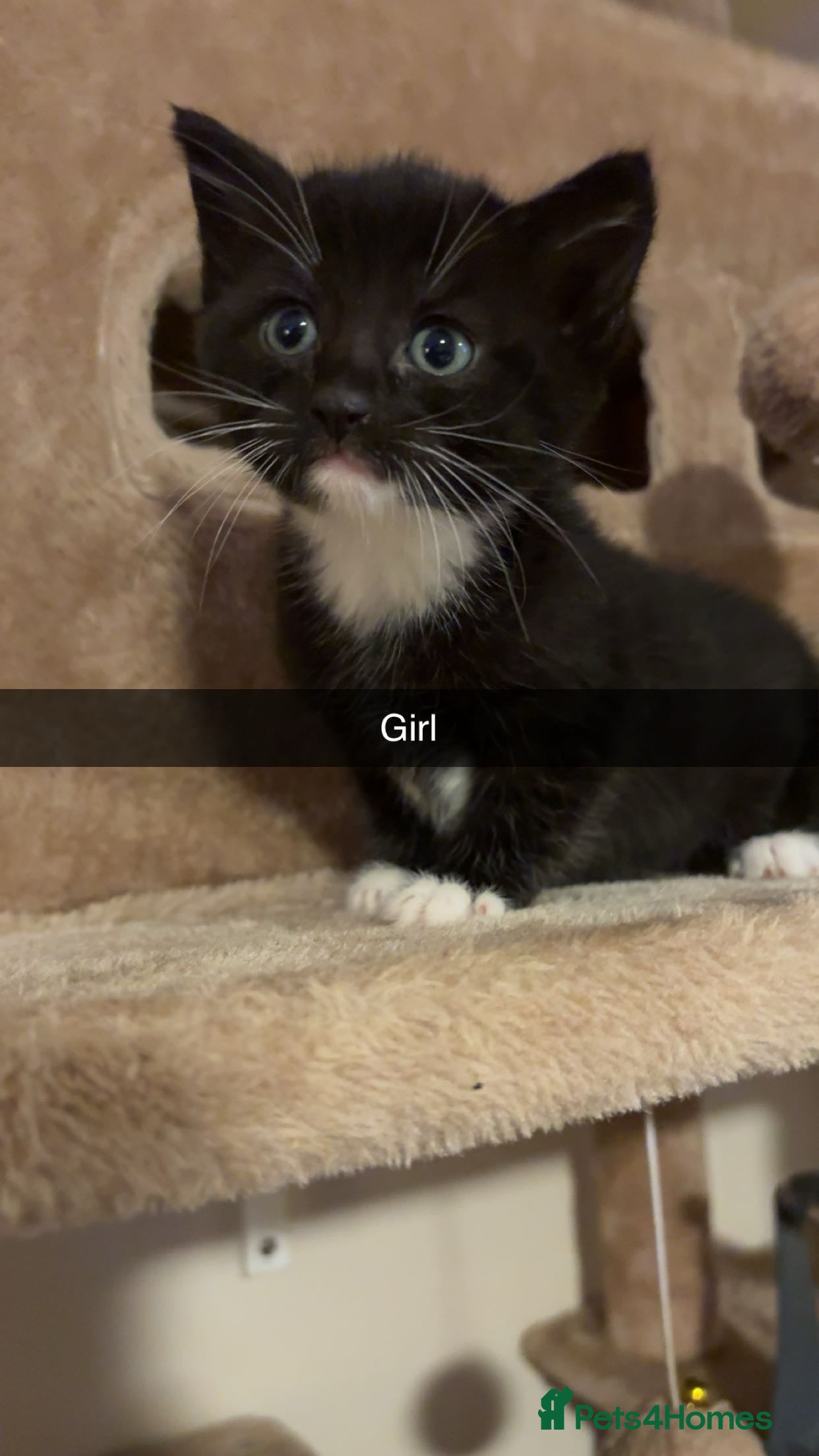 Mixed Breed cats 2 gorgeous kittens for sale  - Advert 17