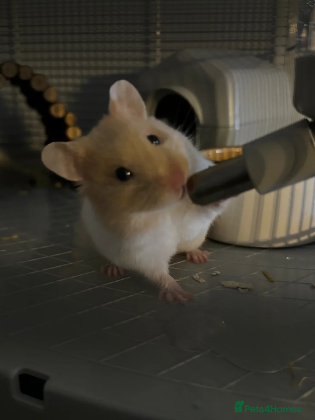 Hamster rodents for sale: Syrian hamster cage included + accessories  - Advert 2