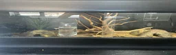 Leopard Gecko reptiles for sale: Leopard gecko healthy  in Waterlooville - Advert 7