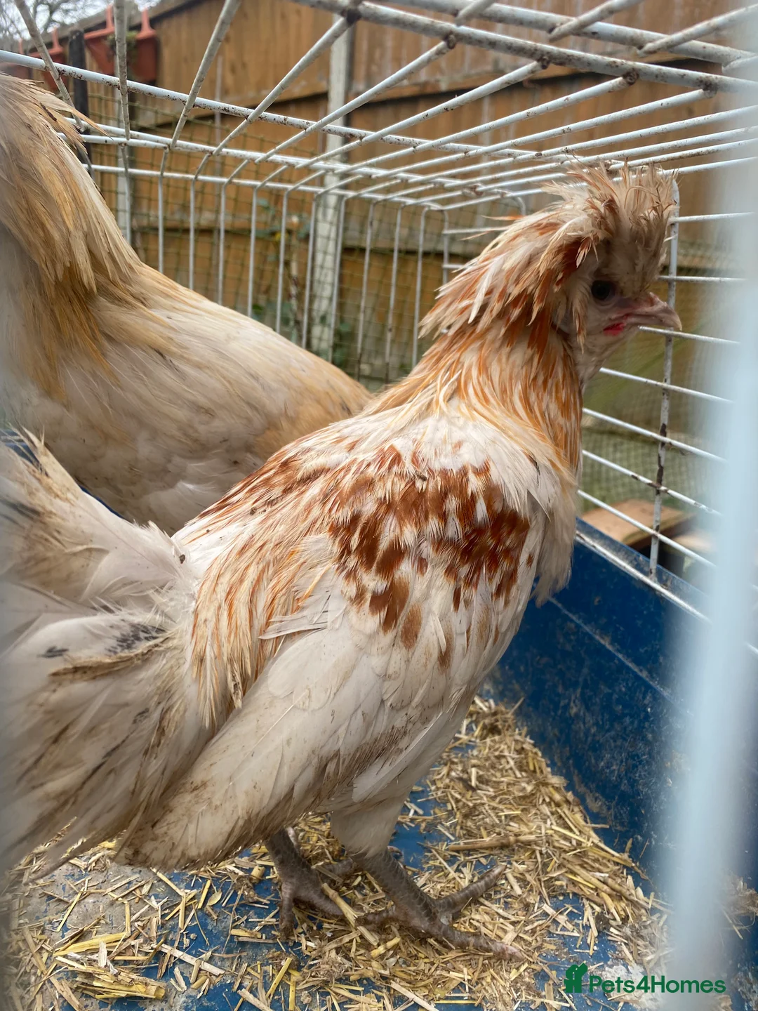 Mixed Breed poultry for sale: Chicken and quails available, see details please  - Advert 1