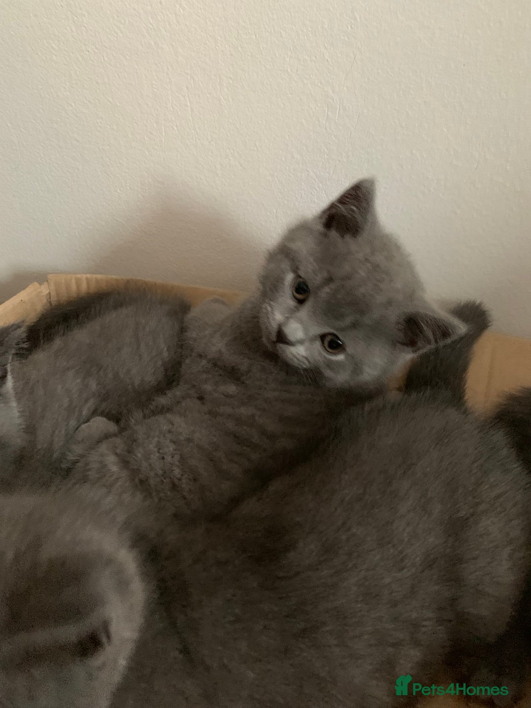 British Shorthair cats for sale: British Shorthair Blue Kittens 💛 Raised with Love - Advert 8