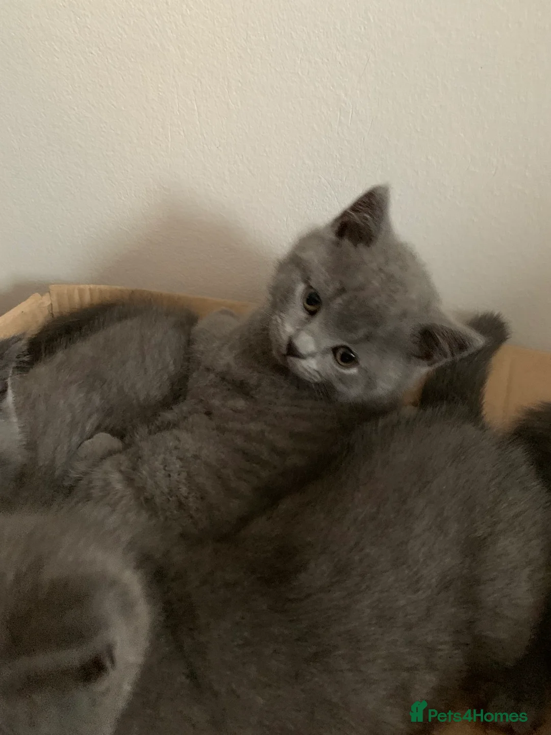 British Shorthair cats for sale: British Shorthair Blue Kittens 💛 Raised with Love - Advert 6