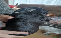 Cocker Spaniel dogs for sale: Stunning cocker spaniel litter  - Image 14