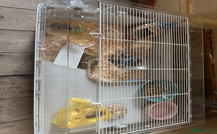 Mouse rodents - Advert 1
