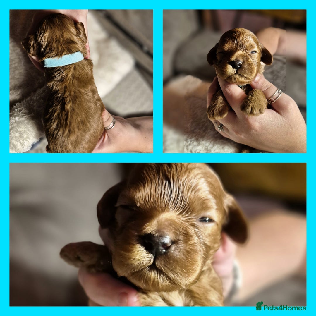 Cavapoo dogs for sale: ⭐️BEAUTIFUL INTENSE RED TOY CAVAPOO PUPPIES⭐️ - Image 11