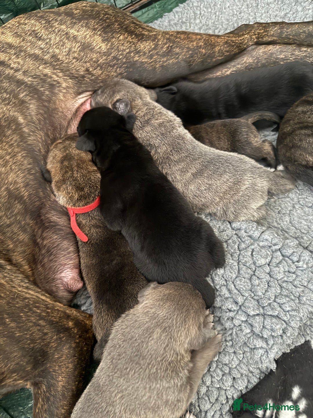 Mixed Breed dogs for sale: Staff x puppies - Image 5