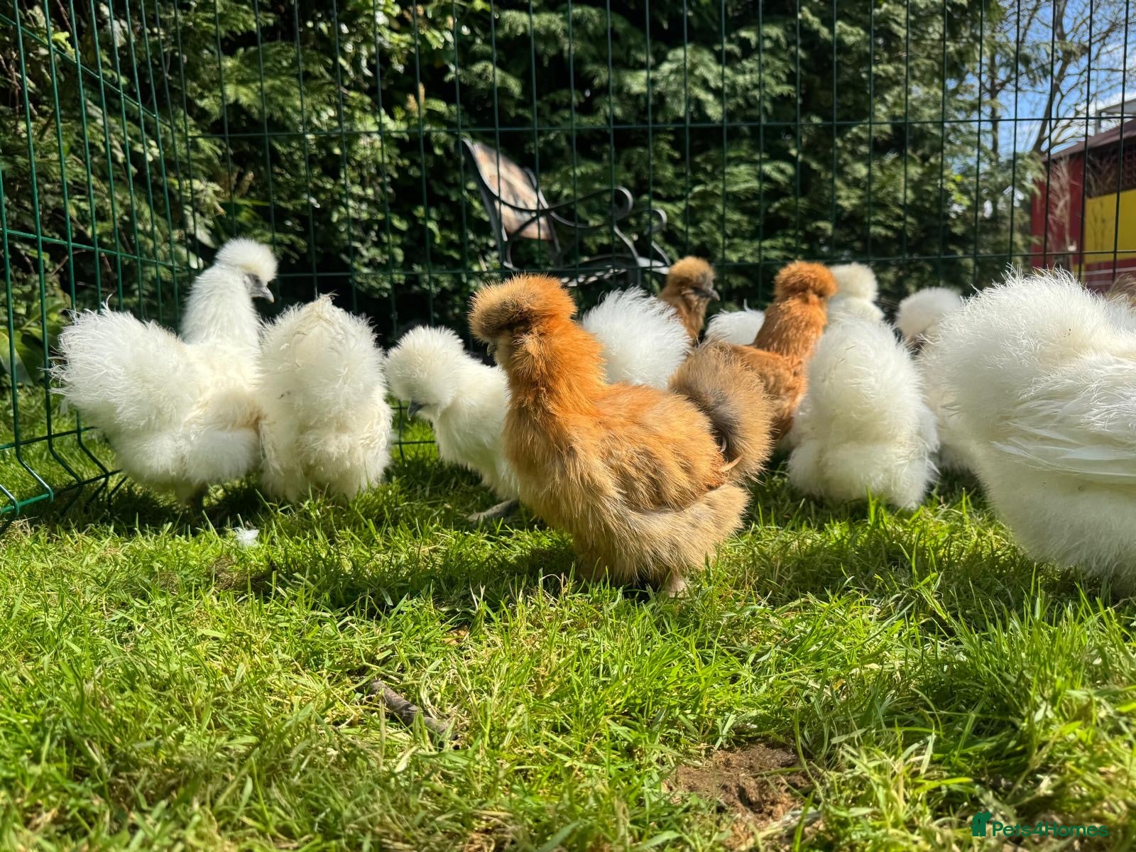 Chickens poultry for sale: Silkie hens - Advert 4