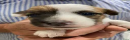 Jack Russell dogs for sale: 5 beautiful Jack Russell pups  in Whitchurch - Advert 10