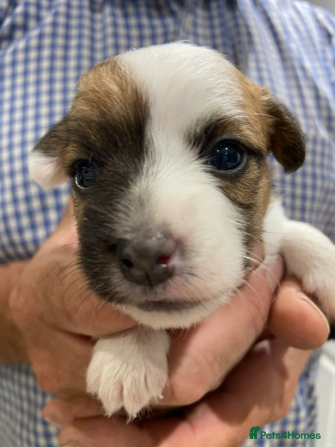Jack Russell dogs for sale: 5 beautiful Jack Russell pups  in Whitchurch - Advert 10