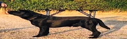 Labrador Retriever dogs for stud: Labrador, proven, health tested, show bred  - Advert 23
