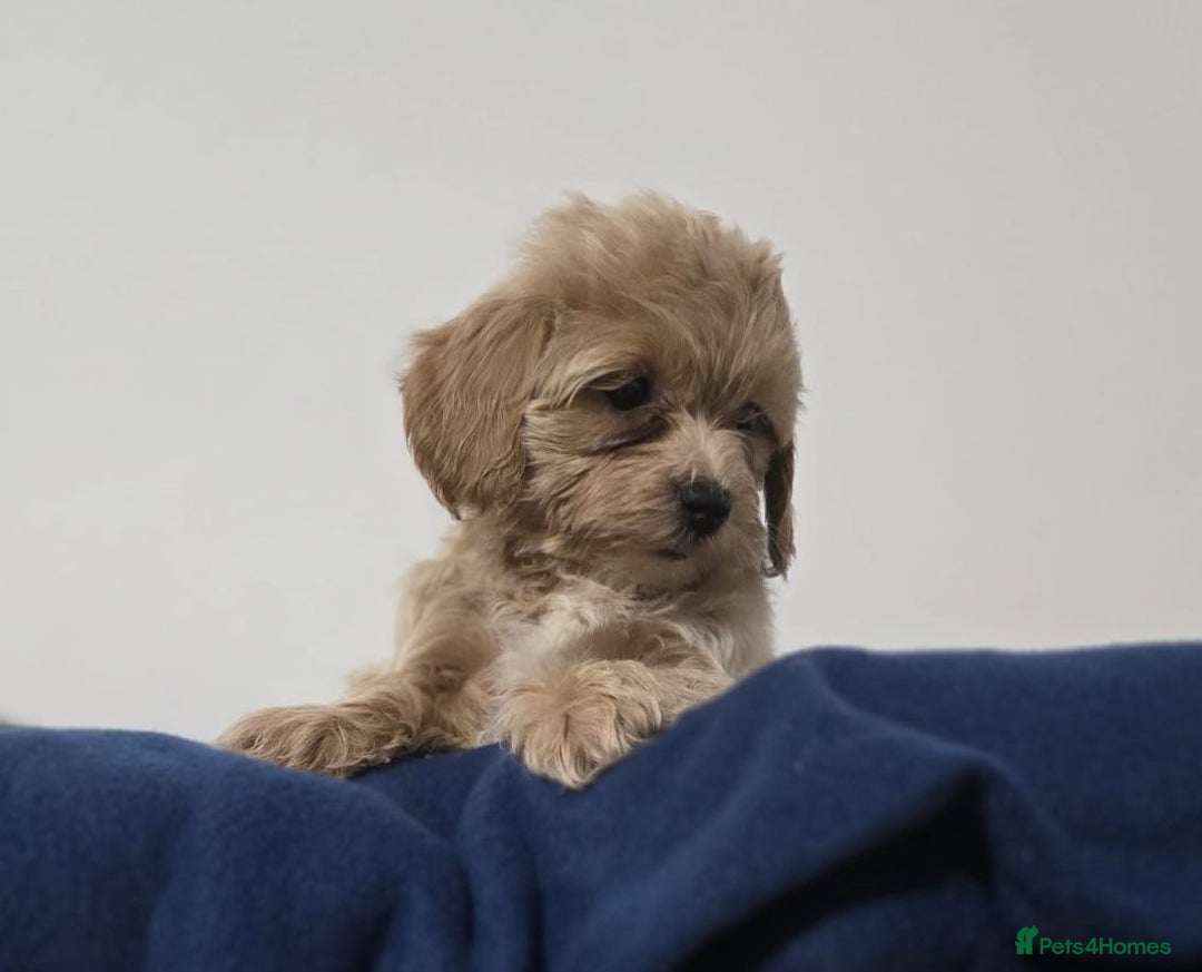 Maltipoo dogs for sale: Maltipoo Puppies – 3 Girls & 3 Boys - Image 17