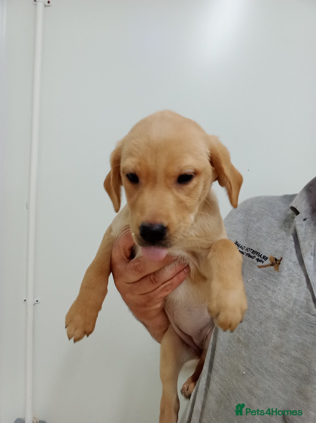 Labrador Retriever dogs for sale: Beautiful kc working Labradors - Image 3