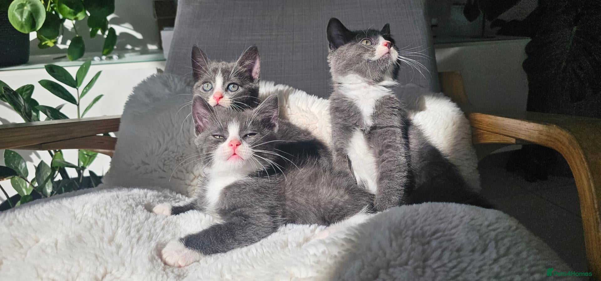 Mixed Breed cats Grey kittens Russian Blue crossed British Short H. - Advert 2