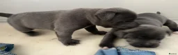Staffordshire Bull Terrier dogs for sale: Blue Staffy pups valglo blood line  in Liskeard - Advert 8
