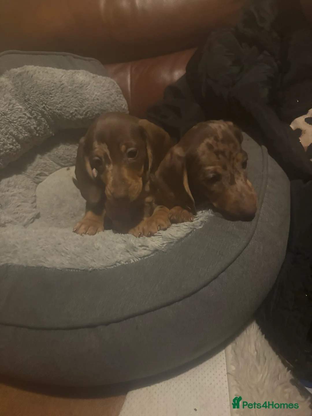Miniature Dachshund dogs for sale: Miniature dachshund puppies - Advert 9