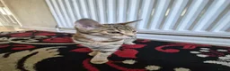 Bengal cats for sale: Brown Bengal Kitten - Advert 3