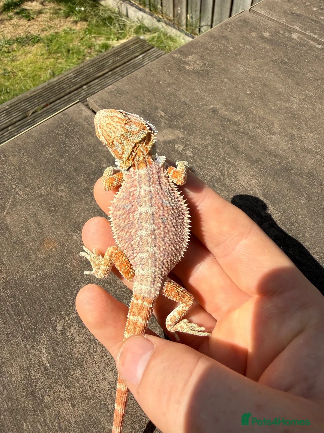 Bearded Dragon reptiles for sale: Bearded Dragons colour mixed 🌈 in Middlewich - Advert 8
