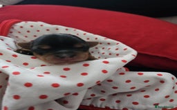 Yorkshire Terrier dogs for sale:  Yorkshire terriers🐶Kc.reg.💙1 BOY available 🧡💚 - Image 17