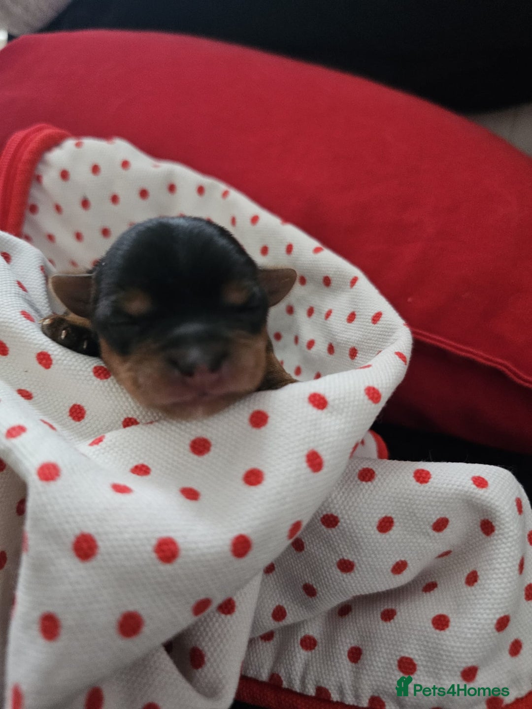 Yorkshire Terrier dogs for sale:  Yorkshire terriers🐶Kc.reg.💙1 BOY available 🧡💚 - Image 17