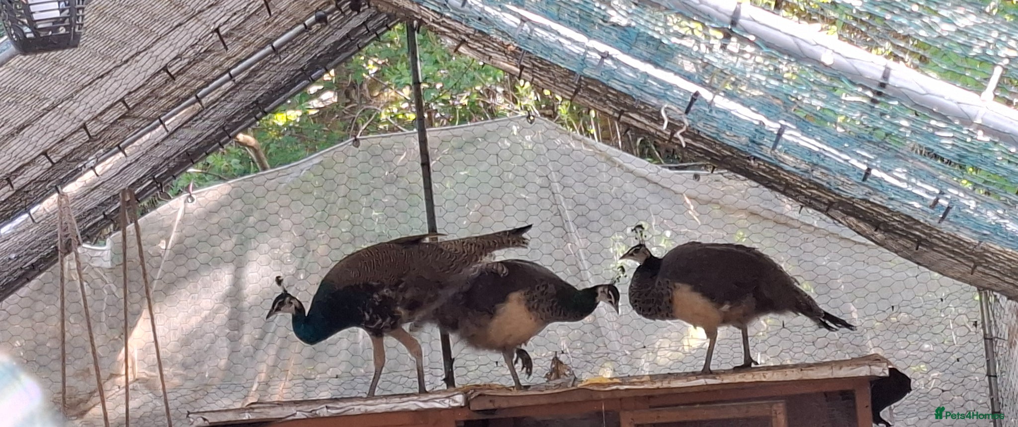 Peafowl poultry 3 Peacocks Free to good home  - Advert 1