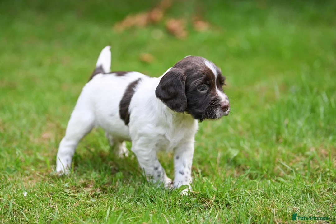 English Springer Spaniel dogs for sale: Kennel club registered Springer Spaniel Puppies - Advert 1