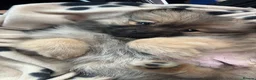 Pomeranian dogs for sale: Girl Pomeranian  in Castleford - Advert 4