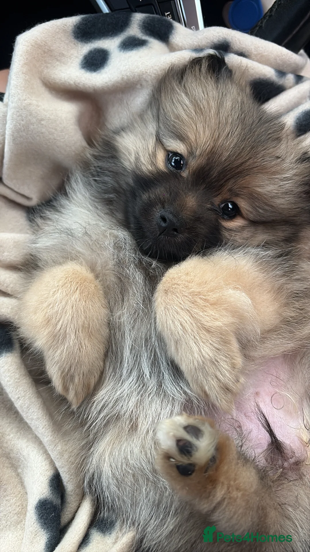 Pomeranian dogs for sale: Girl Pomeranian  in Castleford - Advert 4