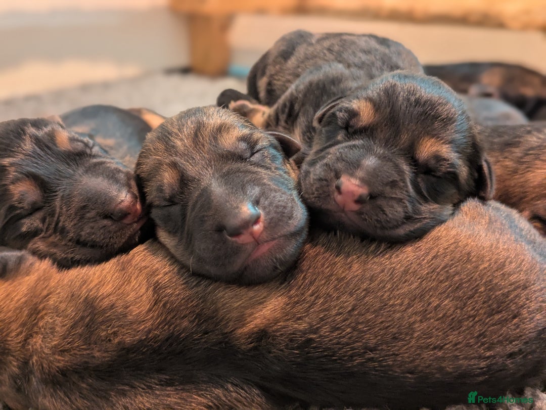 German Shepherd dogs for sale: KC Pups From Health Tested Champion Bloodlines  - Image 2