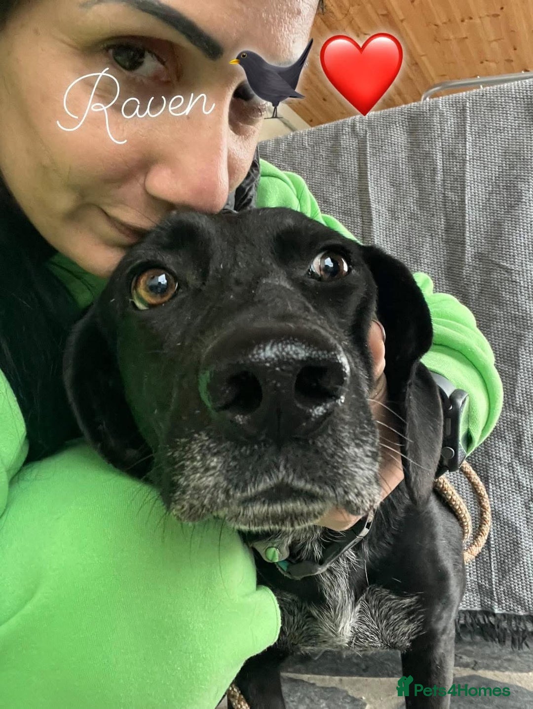 Mixed Breed dogs for adoption: Raven the gentle Labrador cross  - Image 7
