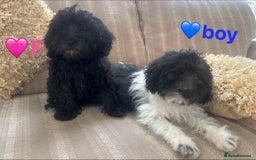 Cockapoo dogs for sale: Stunning cockapoos male&female - Image 9