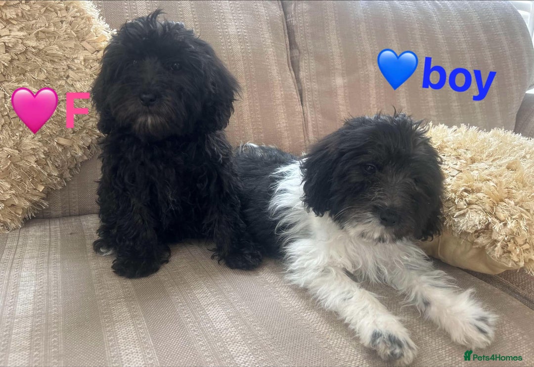 Cockapoo dogs for sale: Stunning cockapoos male&female - Image 9