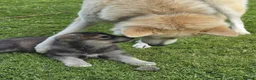 Northern Inuit dogs for sale: Northern Inuit puppies  in Inverness - Advert 4