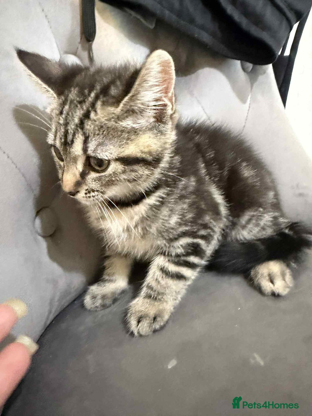 Mixed Breed cats for sale: 2 lovely kittens for sale  - Advert 2