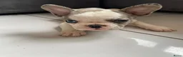 French Bulldog dogs for sale: French bulldog  - Advert 28