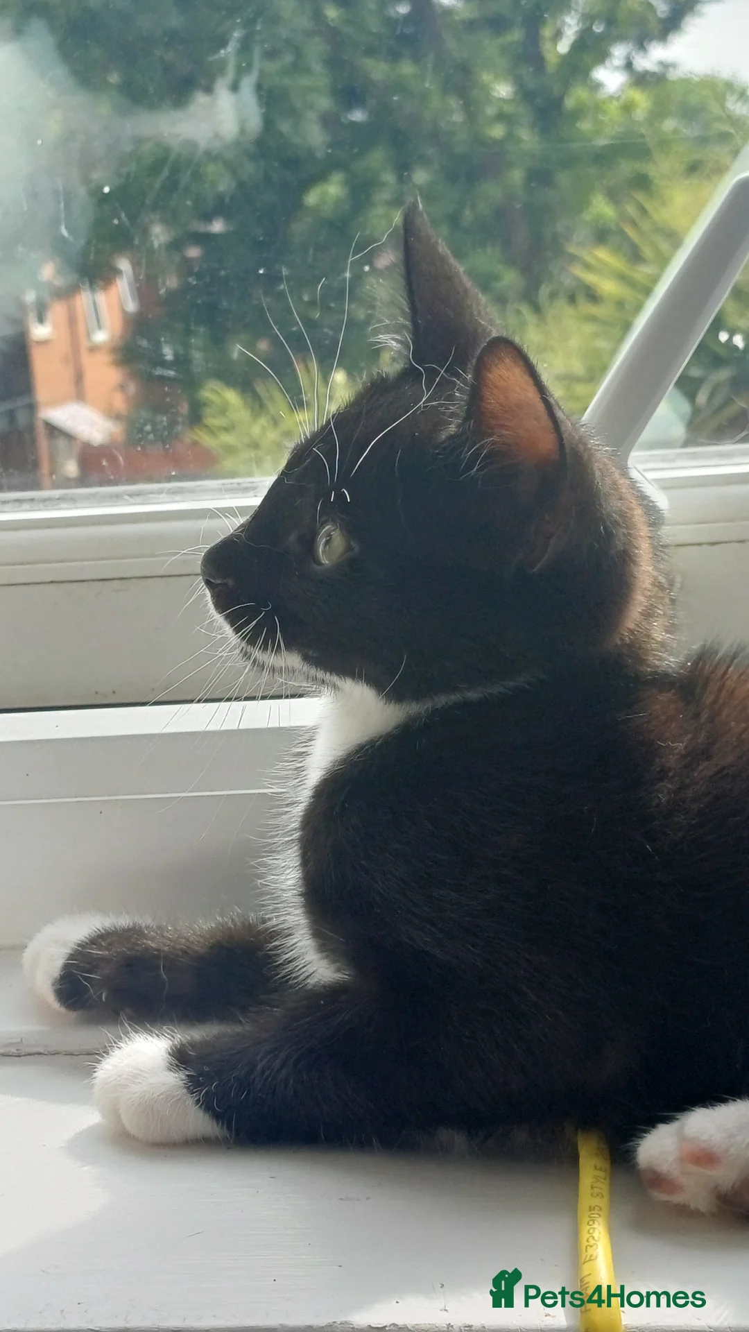 British Shorthair cats for sale: Kitten male - Advert 2