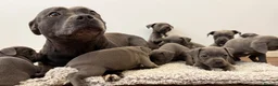 Staffordshire Bull Terrier dogs for sale: Staffordshire Bull Terrier puppies!  - Advert 1