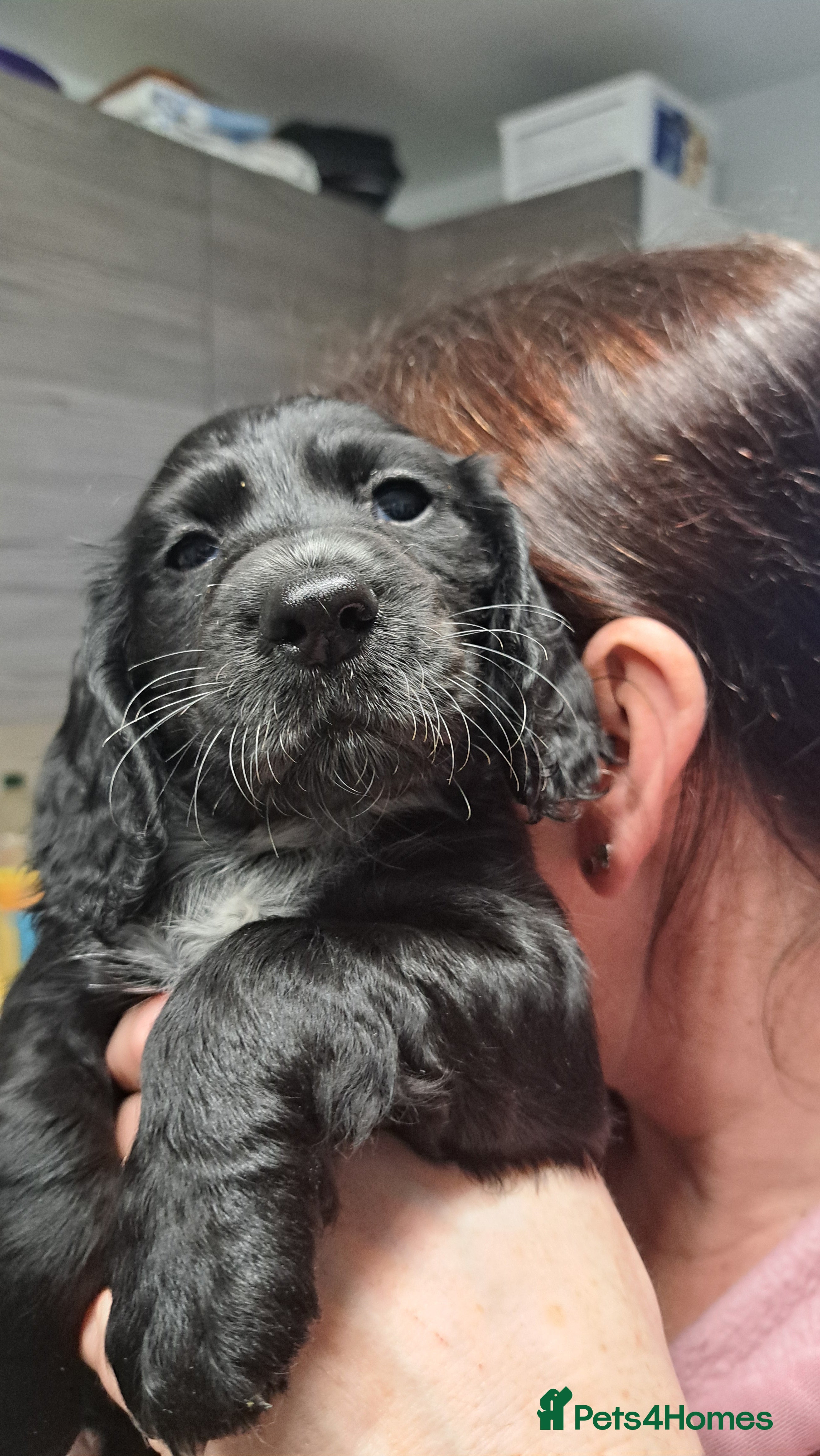 Cocker Spaniel dogs 1 male left! Cocker spaniels ready 21st December.  - Advert 16