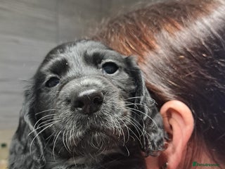 Cocker Spaniel dogs 1 male left! Cocker spaniels ready 21st December. - Advert 12