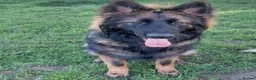 German Shepherd dogs for stud: Amazing Loki  for stud  - Advert 5
