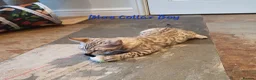 Bengal cats for sale: 🐆💕Very Beautiful Tica Registered Bengal Kittens. - Advert 18