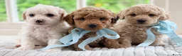 Mixed Breed dogs for sale: Stunning Shichon-poo teddies - Advert 5