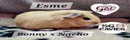 Guinea Pig rodents for sale: Gorgeous baby guinea pigs  - Advert 7
