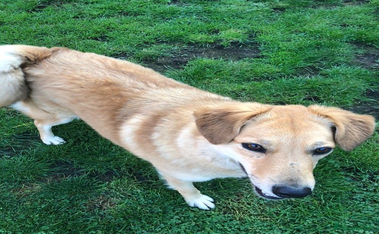 Mixed Breed dogs in Beverley - Advert 10