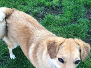 Mixed Breed dogs in Beverley - Advert 17
