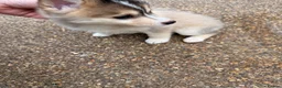 Pomsky dogs for sale: 6 beautiful pomsky 3 girls 3 boy ready to leave  - Advert 6