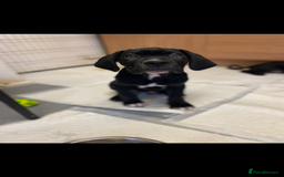 Cane Corso dogs for sale: 🐾 Beautiful Cane Corso Puppies – Ready Soon! 🐾 - Advert 1