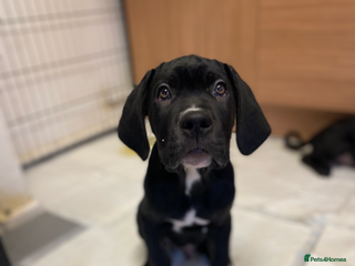 Cane Corso dogs 🐾 Beautiful Cane Corso Puppies – Ready Soon! 🐾 - Advert 7