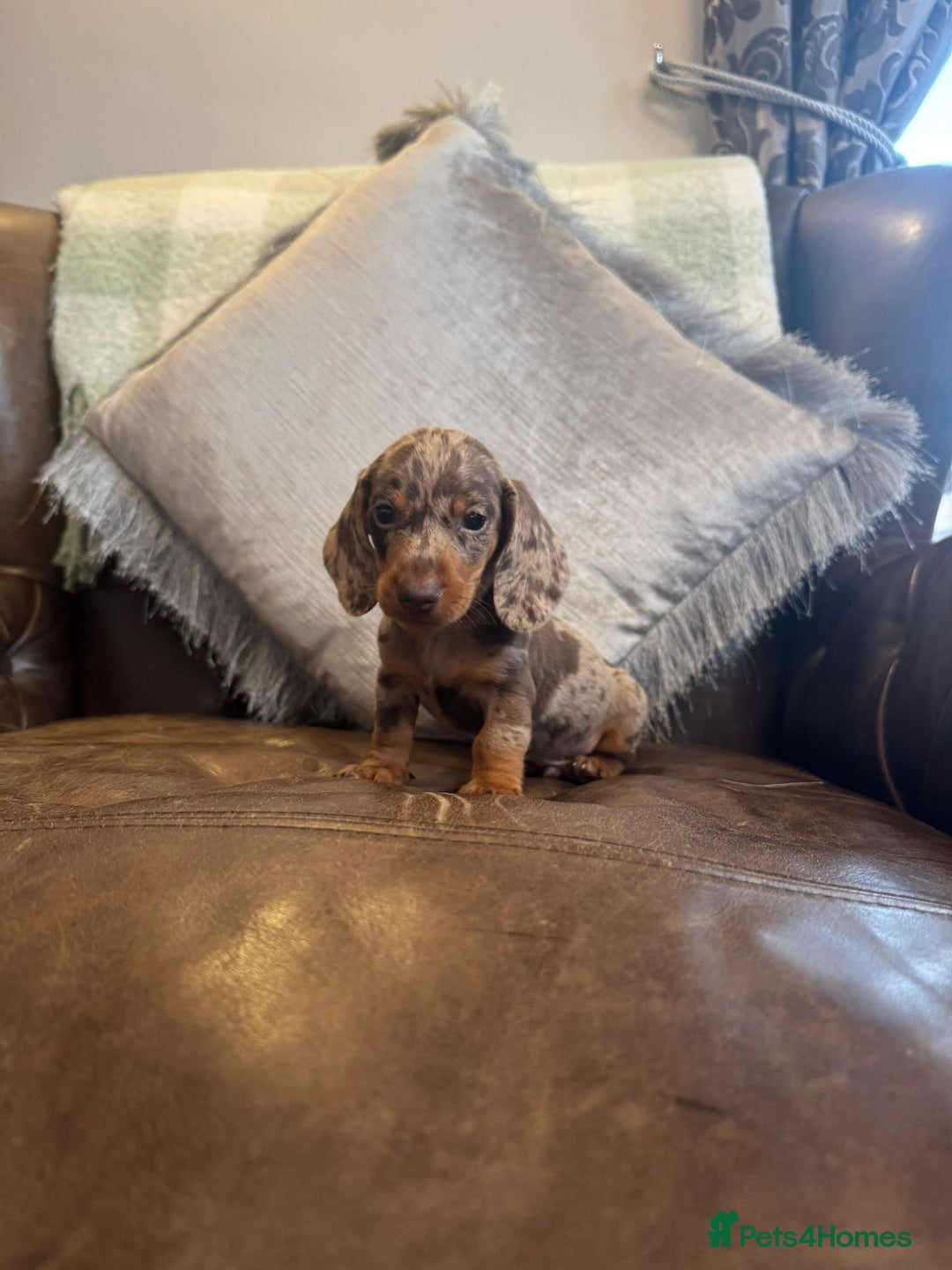 Miniature Dachshund dogs for sale: Miniature Dachshund Puppies  - Advert 4