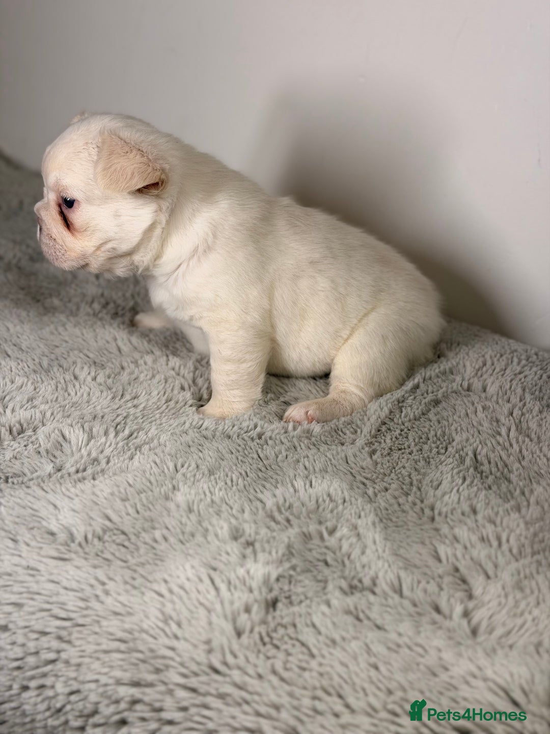 French Bulldog dogs for sale: Full visual outstanding fluffy frenchies - Advert 6