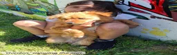 Mixed Breed dogs for adoption: Gordon 3-4 years .Available for adoption in Brixham - Advert 16